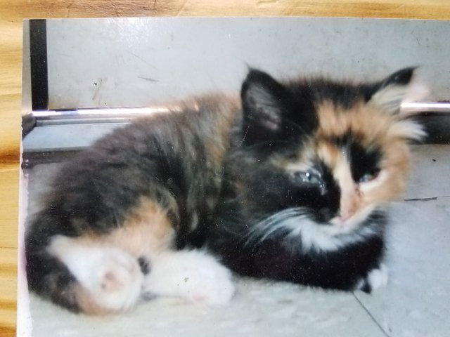 26 baby pet pics that prove Throw Back Thursday is the king of hashtags