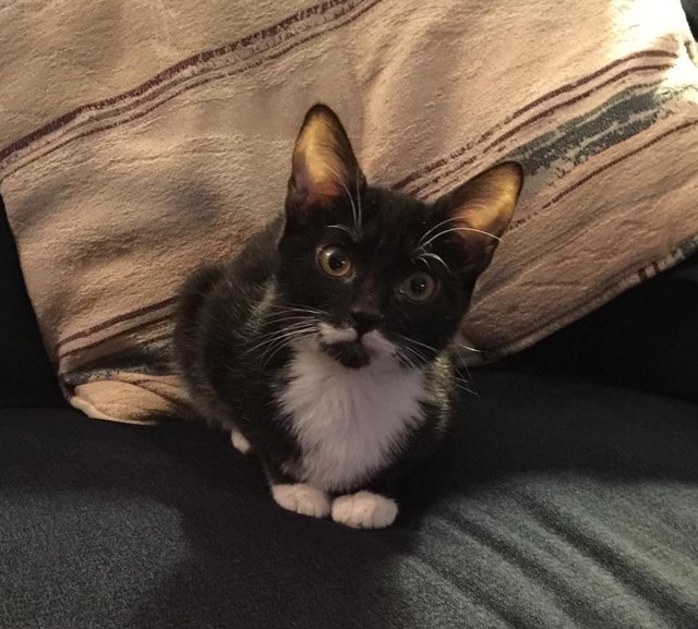 26 baby pet pics that prove Throw Back Thursday is the king of hashtags