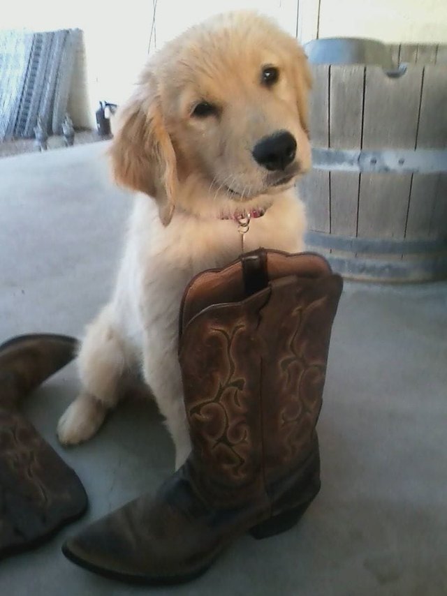 26 baby pet pics that prove Throw Back Thursday is the king of hashtags