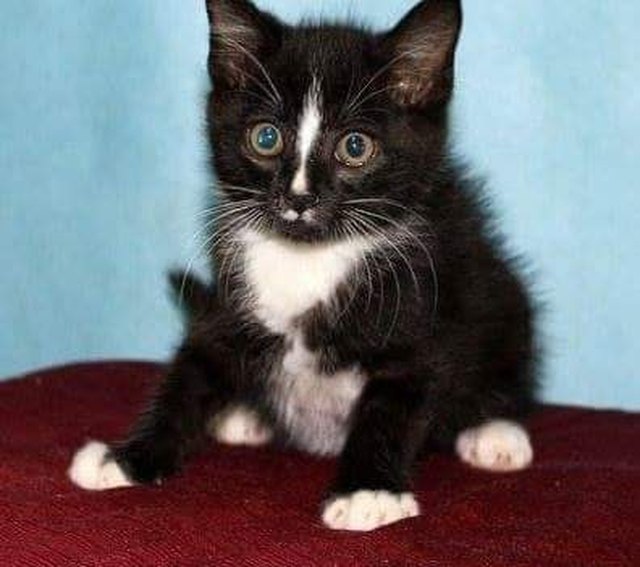 26 baby pet pics that prove Throw Back Thursday is the king of hashtags