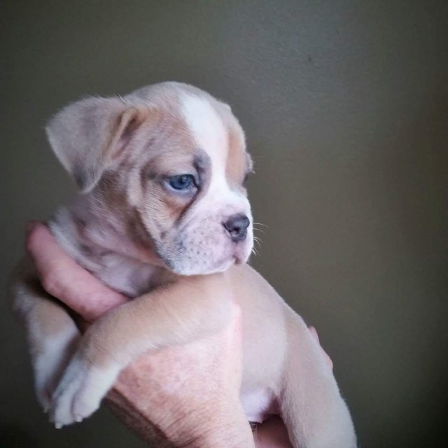 26 baby pet pics that prove Throw Back Thursday is the king of hashtags