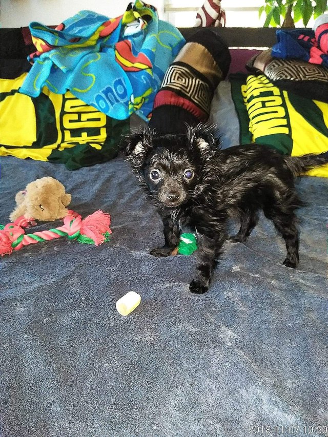 26 baby pet pics that prove Throw Back Thursday is the king of hashtags