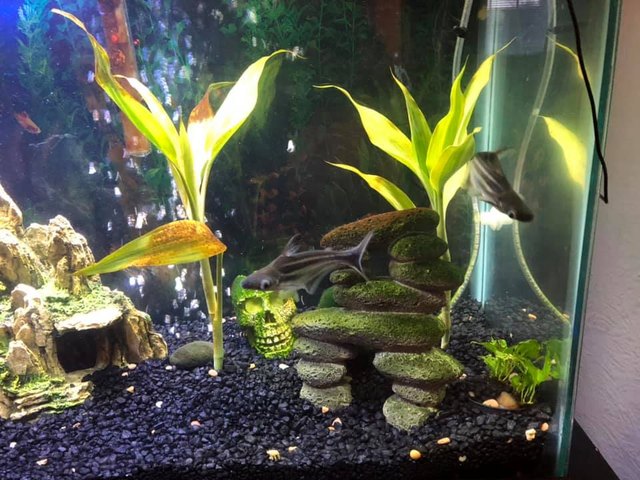 26 baby pet pics that prove Throw Back Thursday is the king of hashtags