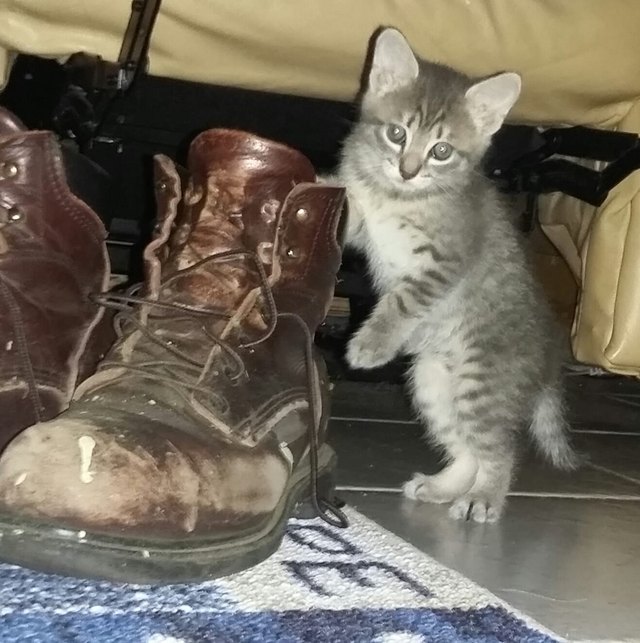 26 baby pet pics that prove Throw Back Thursday is the king of hashtags