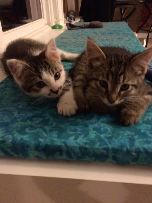 26 baby pet pics that prove Throw Back Thursday is the king of hashtags