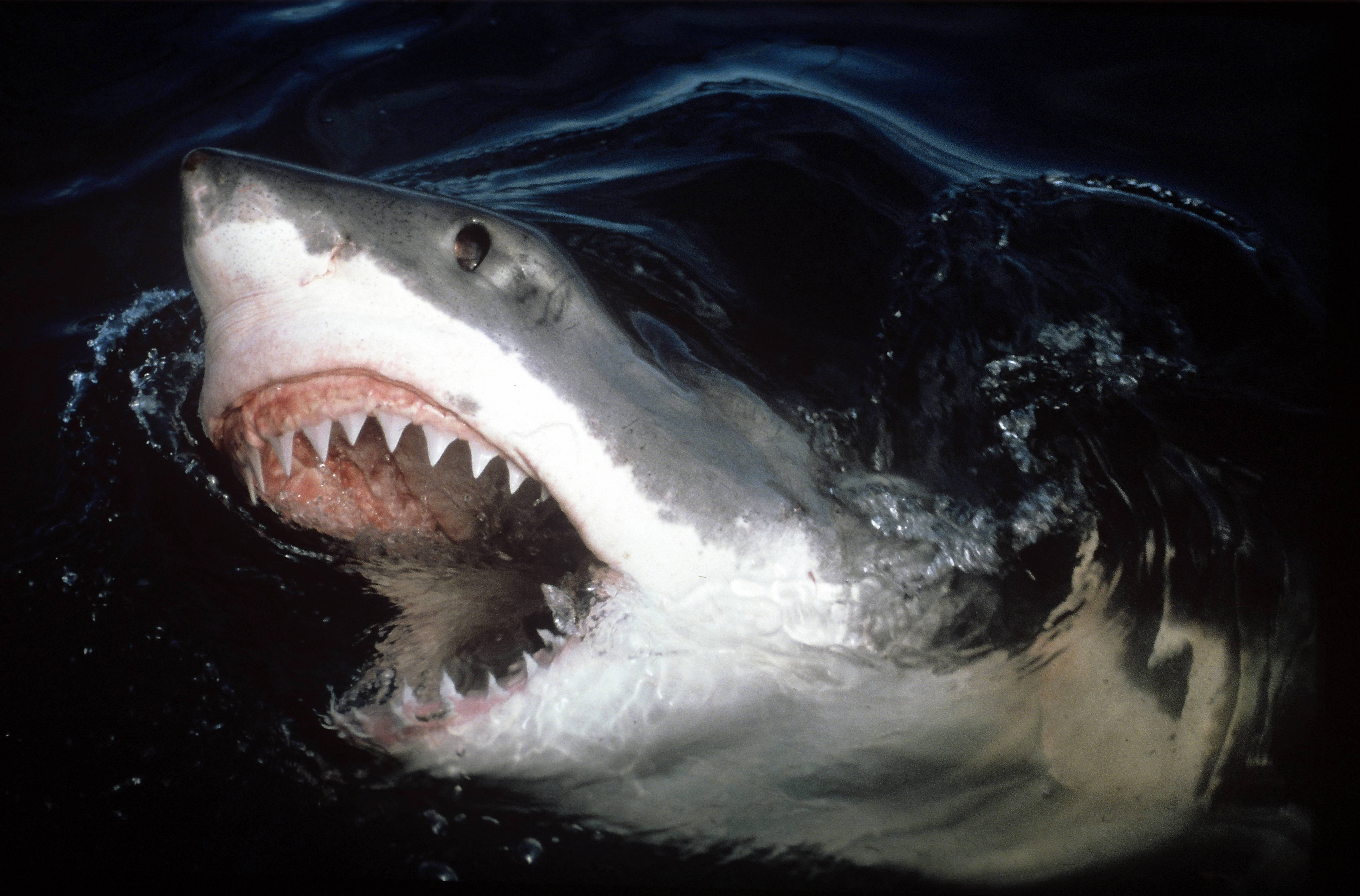 Самая большая пасть. Нападение акулы МЕГАЛОДОН. Акула (кархародон) пасть. Большая белая акула кархародон челюсти.