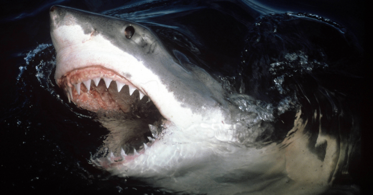 shark head infill hoodie
