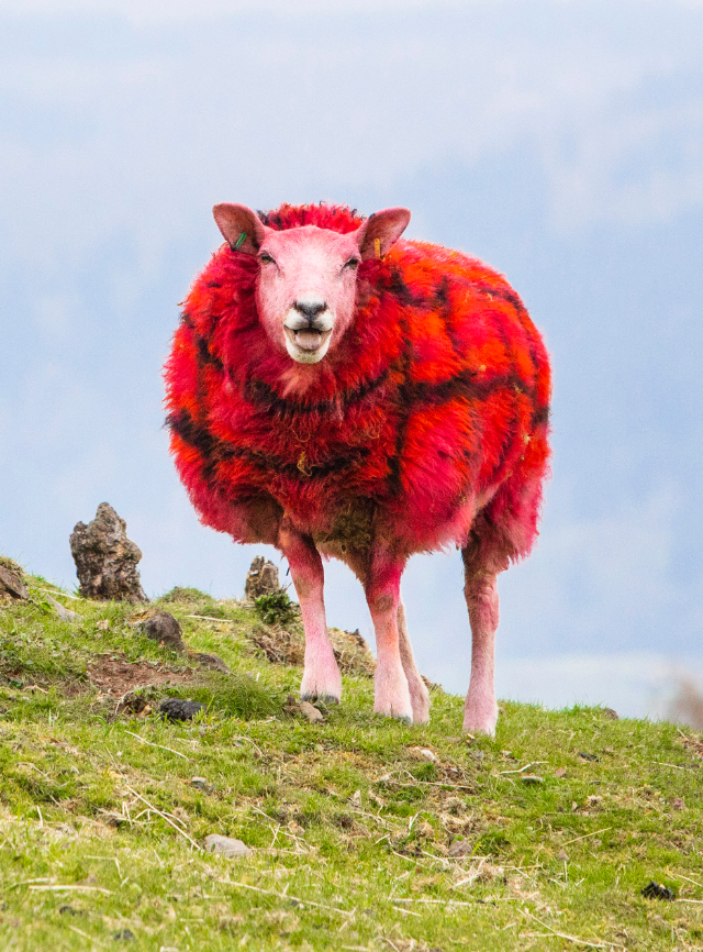 Sheep Turns Red to Impress the Americans in Scottish Land Small Joys