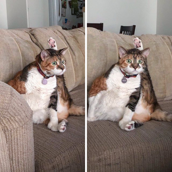 12 Hábitos extraños de los gatos que por fin tienen una explicación