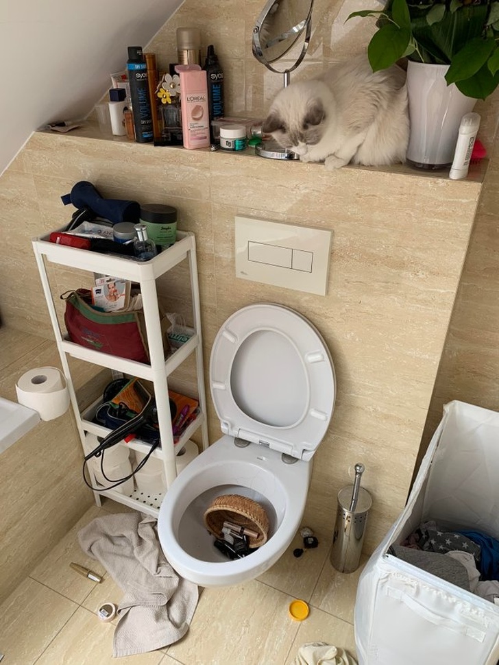 12 Hábitos extraños de los gatos que por fin tienen una explicación