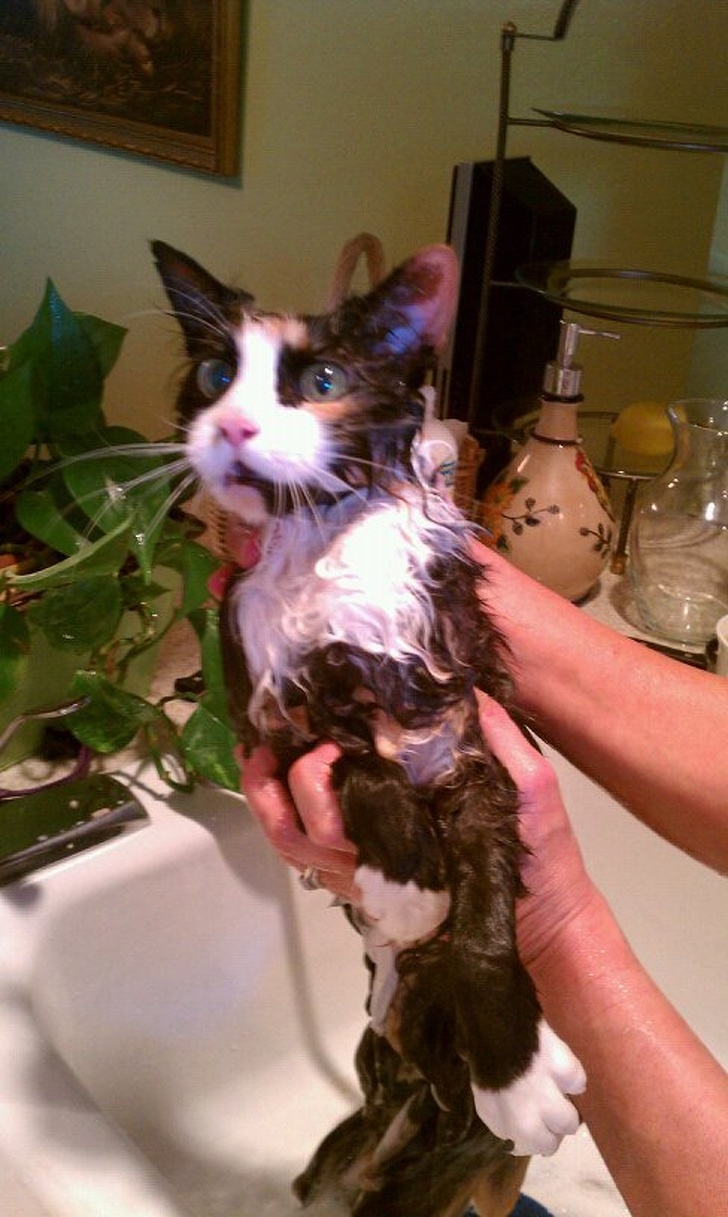 12 Hábitos extraños de los gatos que por fin tienen una explicación