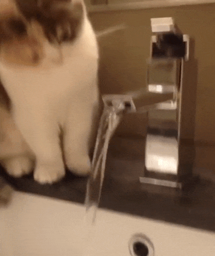 12 Hábitos extraños de los gatos que por fin tienen una explicación