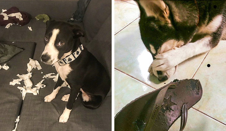 10 Cosas que no les gustan a los perros pero que seguimos haciendo