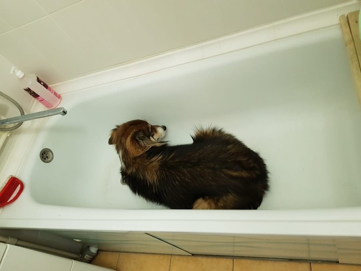 10 Cosas que no les gustan a los perros pero que seguimos haciendo