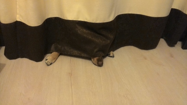 10 Cosas que no les gustan a los perros pero que seguimos haciendo