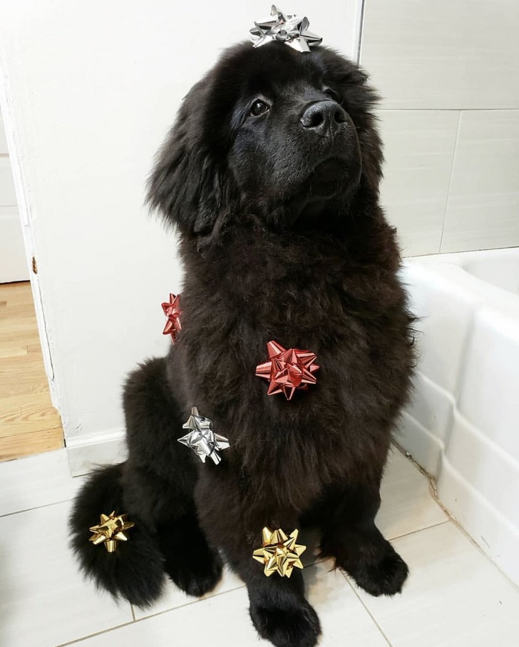 10 Cosas que no les gustan a los perros pero que seguimos haciendo