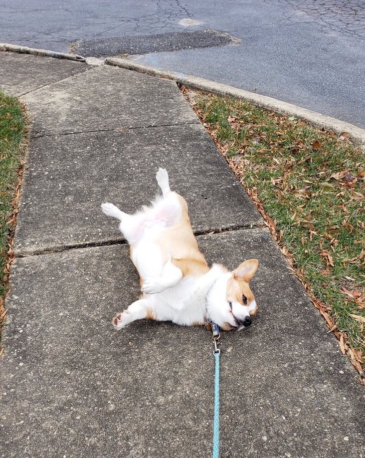 10 Cosas que no les gustan a los perros pero que seguimos haciendo