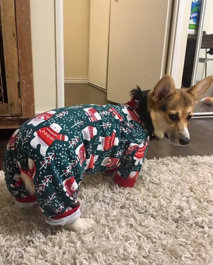 10 Cosas que no les gustan a los perros pero que seguimos haciendo