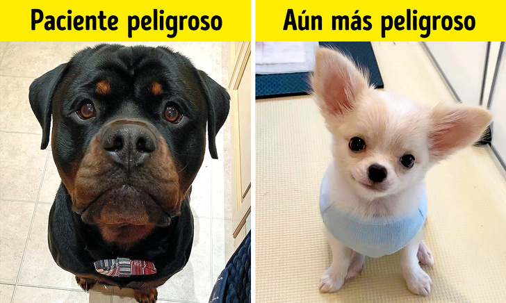 10 Cosas que los veterinarios quisieran contarte, pero es poco probable que lo hagan