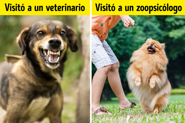 10 Cosas que los veterinarios quisieran contarte, pero es poco probable que lo hagan
