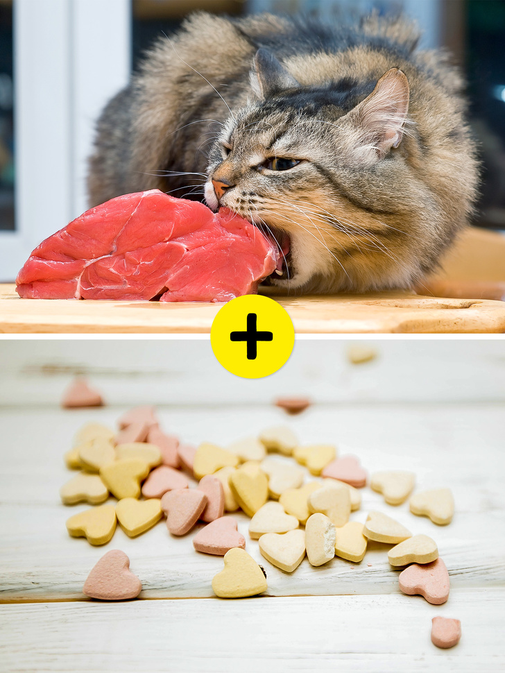 10 Cosas que los veterinarios quisieran contarte, pero es poco probable que lo hagan