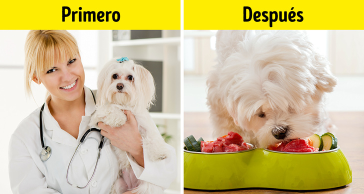 10 Cosas que los veterinarios quisieran contarte, pero es poco probable que lo hagan