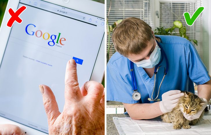 10 Cosas que los veterinarios quisieran contarte, pero es poco probable que lo hagan