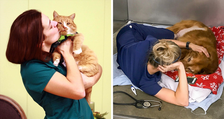 10 Cosas que los veterinarios quisieran contarte, pero es poco probable que lo hagan