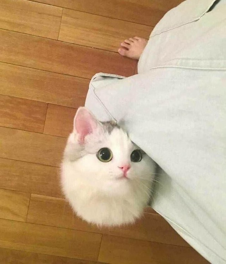 12 Hábitos extraños de los gatos que por fin tienen una explicación