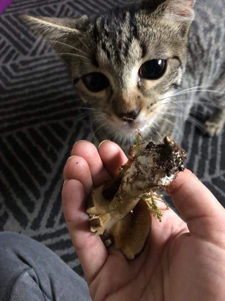 12 Hábitos extraños de los gatos que por fin tienen una explicación