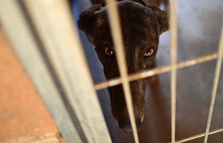 15 Ejemplos de lucha por los derechos de los animales que hacen de nuestro mundo un lugar más humano