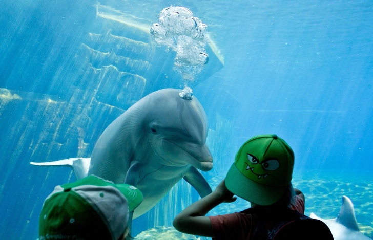 15 Ejemplos de lucha por los derechos de los animales que hacen de nuestro mundo un lugar más humano