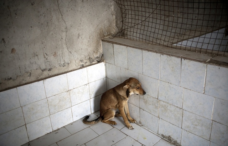 15 Ejemplos de lucha por los derechos de los animales que hacen de nuestro mundo un lugar más humano