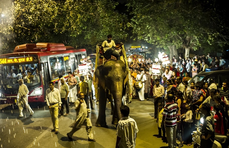 15 Ejemplos de lucha por los derechos de los animales que hacen de nuestro mundo un lugar más humano