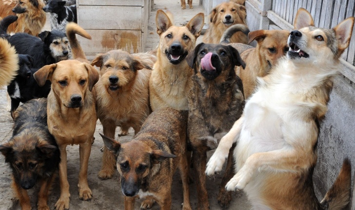 15 Ejemplos de lucha por los derechos de los animales que hacen de nuestro mundo un lugar más humano