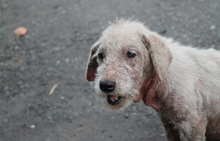 15 Ejemplos de lucha por los derechos de los animales que hacen de nuestro mundo un lugar más humano