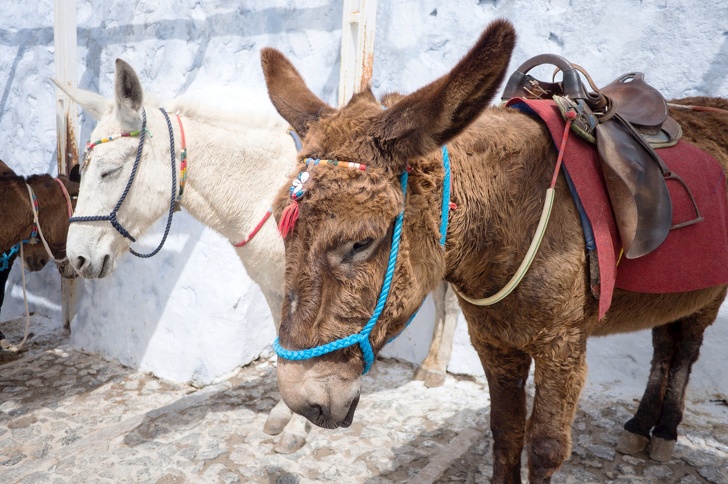 15 Ejemplos de lucha por los derechos de los animales que hacen de nuestro mundo un lugar más humano