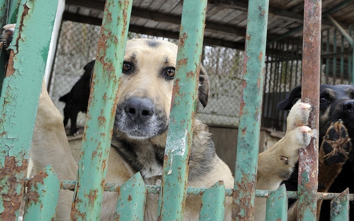 15 Ejemplos de lucha por los derechos de los animales que hacen de nuestro mundo un lugar más humano