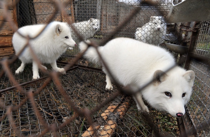 15 Ejemplos de lucha por los derechos de los animales que hacen de nuestro mundo un lugar más humano