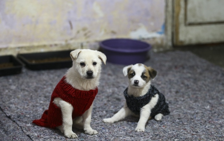 15 Ejemplos de lucha por los derechos de los animales que hacen de nuestro mundo un lugar más humano