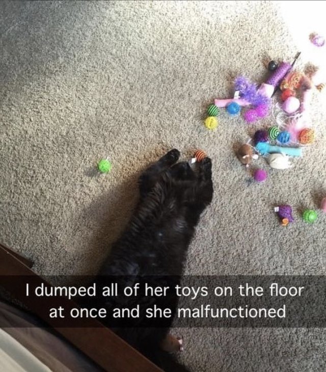 Cat with all her toys on the floor