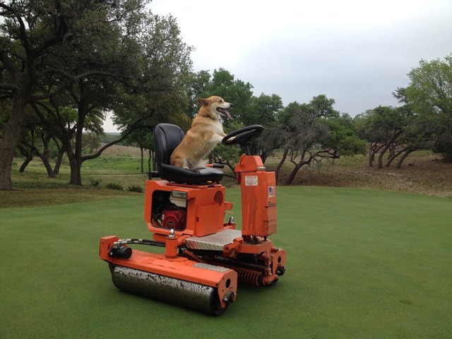 Corgi driving a lawnmower