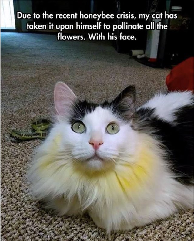 Cute cat with pollen all over his face