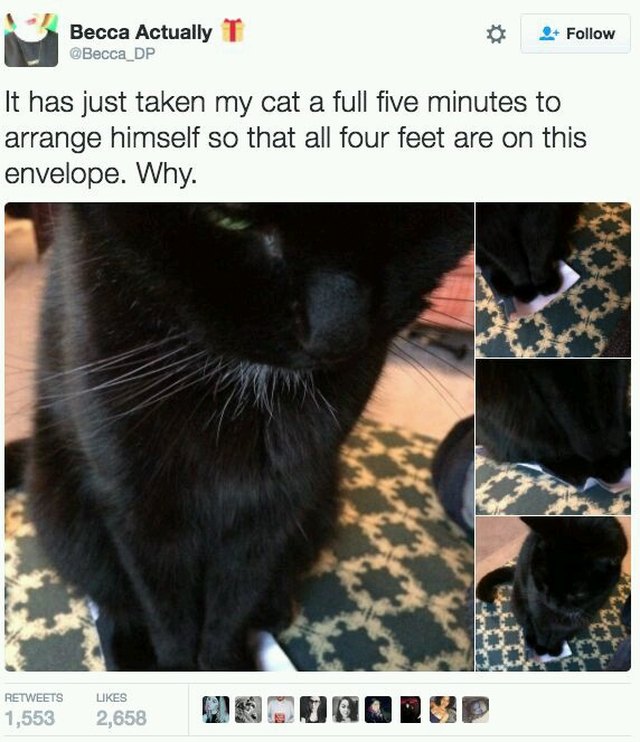 Tweet about cat sitting on envelope