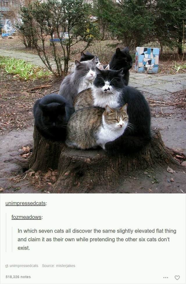 Seven cats crowded on the same tree stump