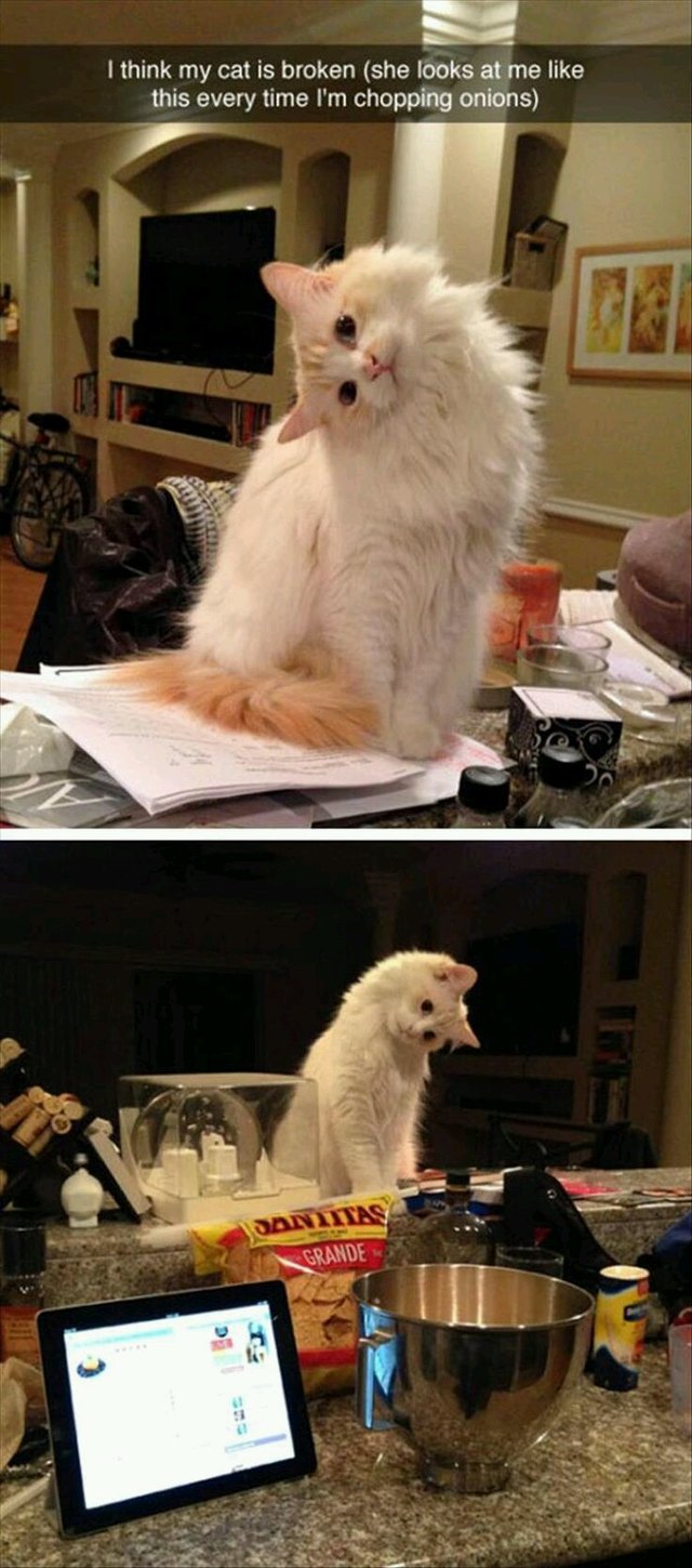 Cat cocking its head at person cutting onions