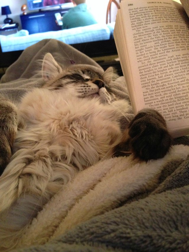 Cat asleep on lap with book