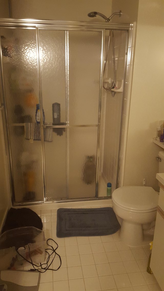 Cat sitting in empty shower