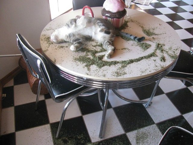 Cat asleep on a table with catnip