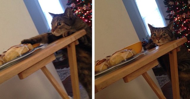 Cat tries to sneak food off of the table